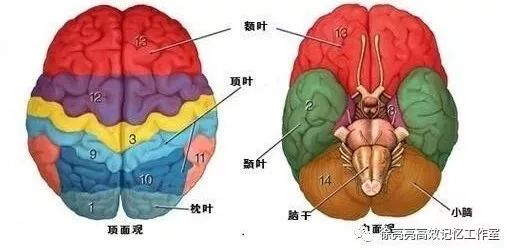 神奇的大脑自我感知,神奇的大脑都具备什么条件