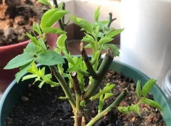 植物修剪的方法和技术要点,长寿花怎么修剪株型好看图片