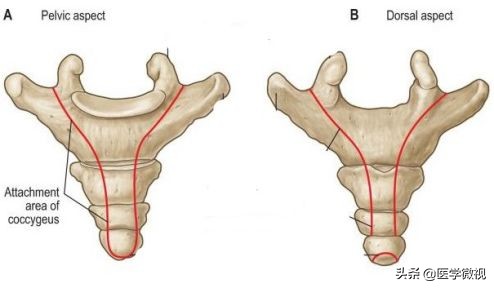徐姑姑尾椎骨骨折,尾骨骨折需不需要复位