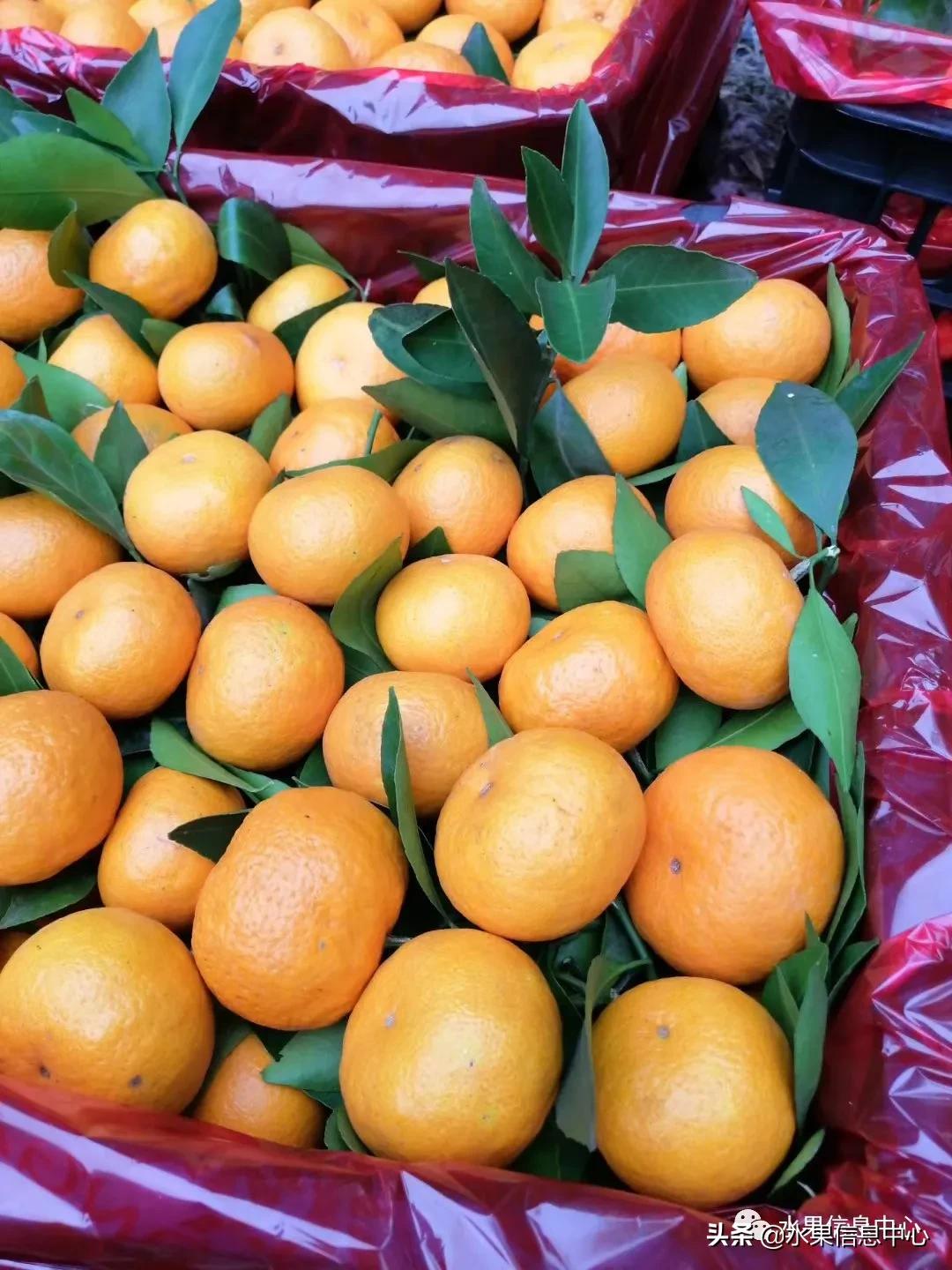 我国柑橘产区分布,柑橘产地行情