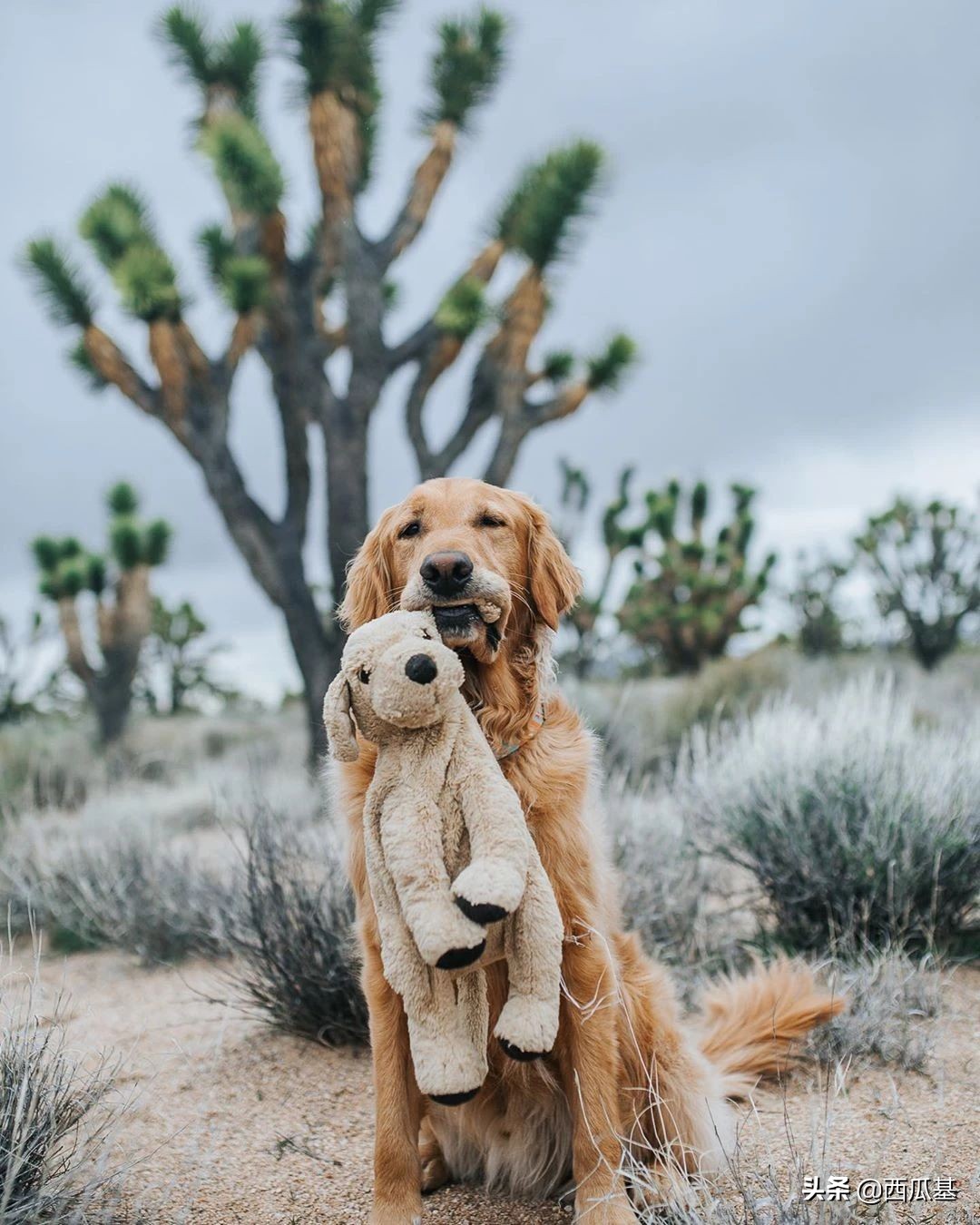 金毛出去耍了带东西回来,金毛带金毛去水上乐园