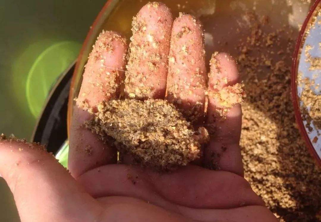 大板鲫夏天饵料,夏季大板鲫饵料搭配什么饵料最佳