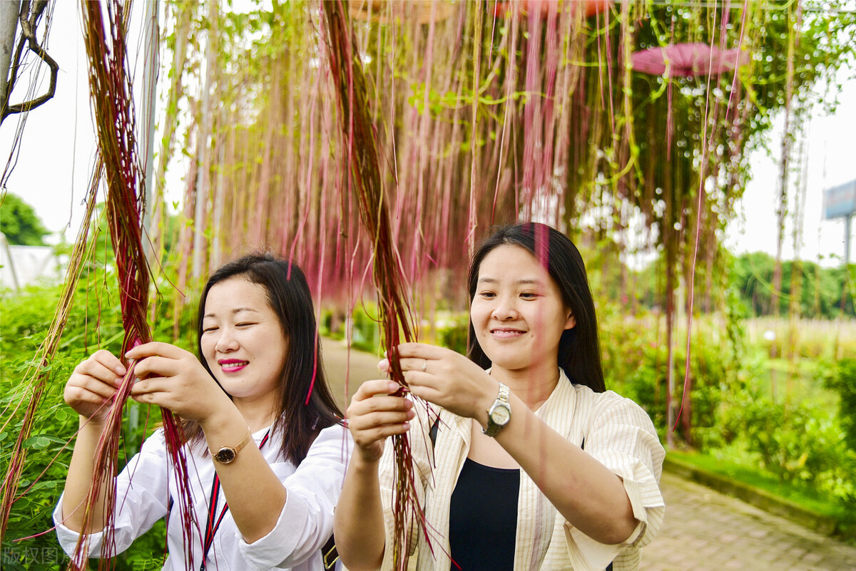 100种常见园林图鉴,列举20类不同的园林花卉