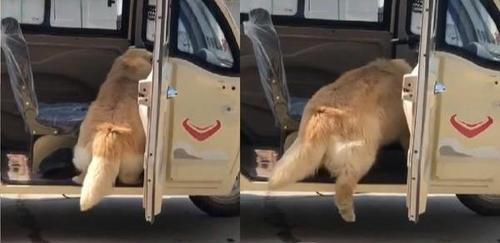 金毛好像被什么卡住,金毛被卡住了怎么办