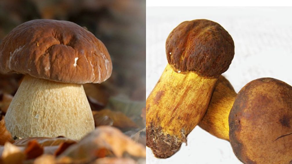 捡蘑菇云南常见野生菌,云南野干蘑菇