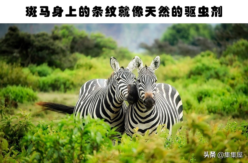 学习动物的基本知识,关于动物的20个问题