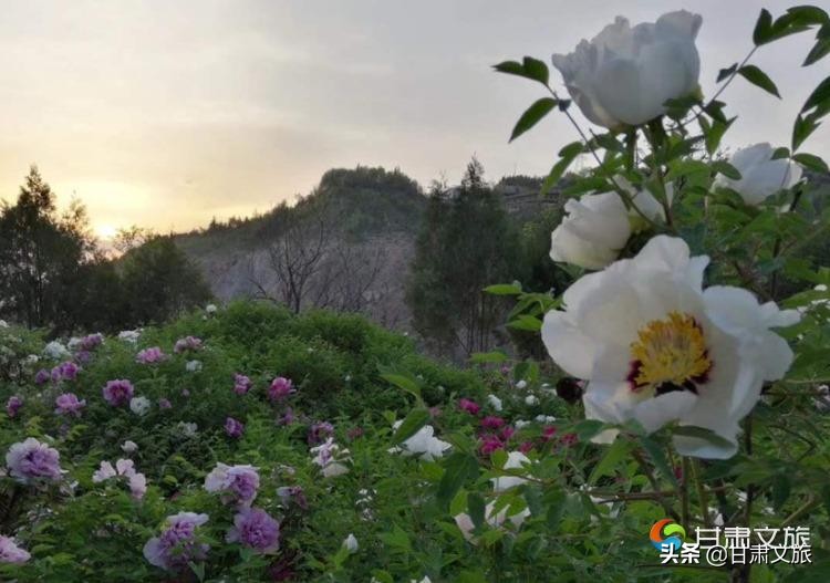 兰州市文旅主题活动,兰州文旅杯活动作品