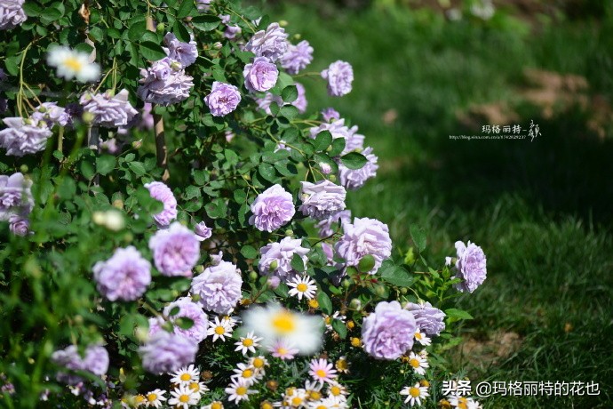 历史悠久的十大名花（海量美图），你选哪个做国花？