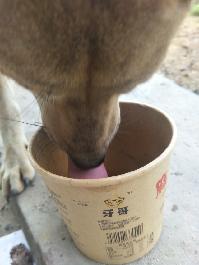 关于狗狗的小知识的小视频,关于狗狗的科普小知识