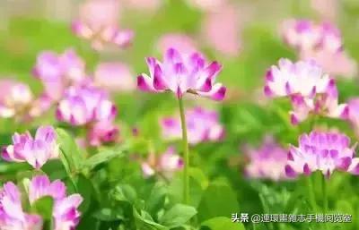 各种花的花语文案,花的花语100种