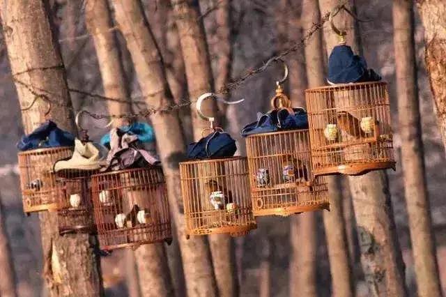 鸟为什么会应激,鸟上火了怎么办