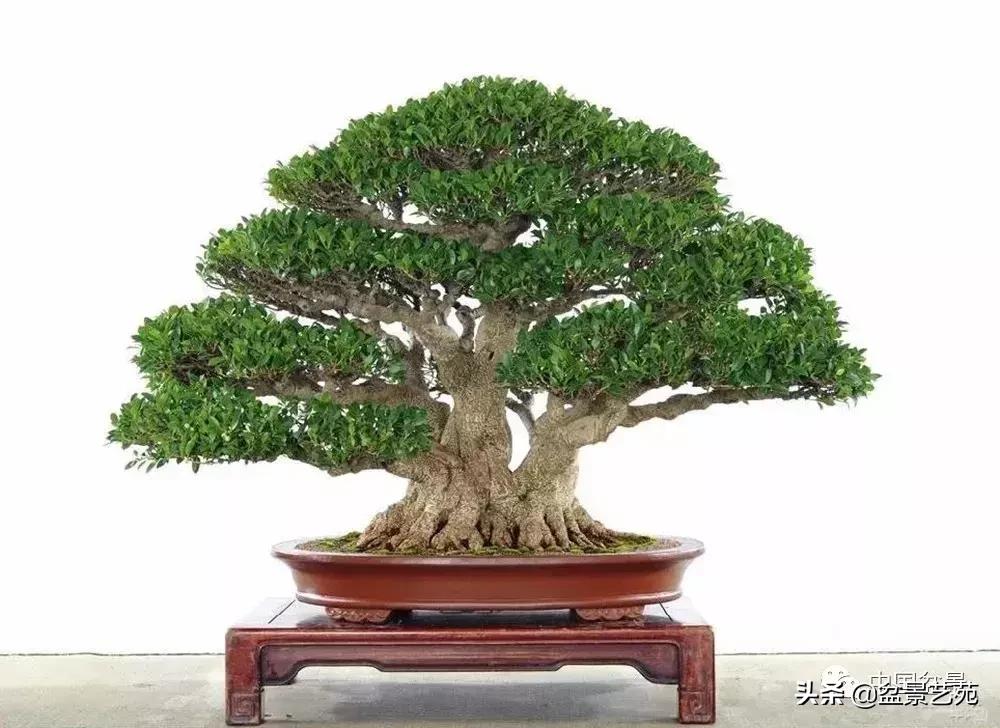 推荐36种好养的盆景植物,茶桌上养什么盆景植物