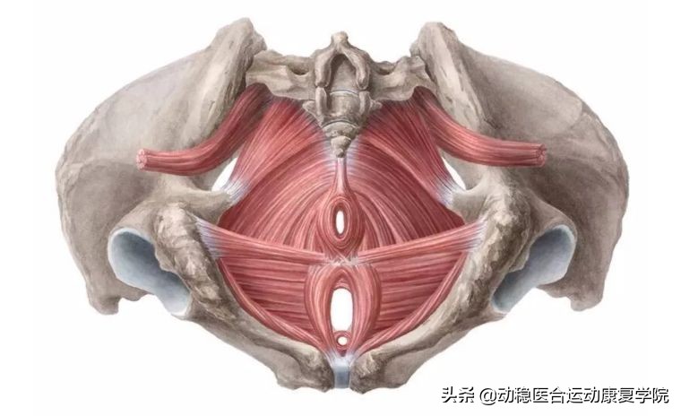 骨盆底肌不得不知的秘密（一）