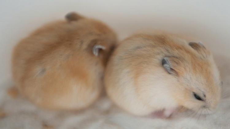 养宠小知识夏天如何健康养宠,养宠小知识大全简短