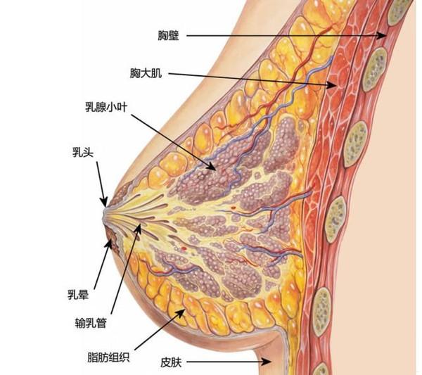 青少年乳腺发育最好的治疗方法,青春期女孩常见的乳腺问题