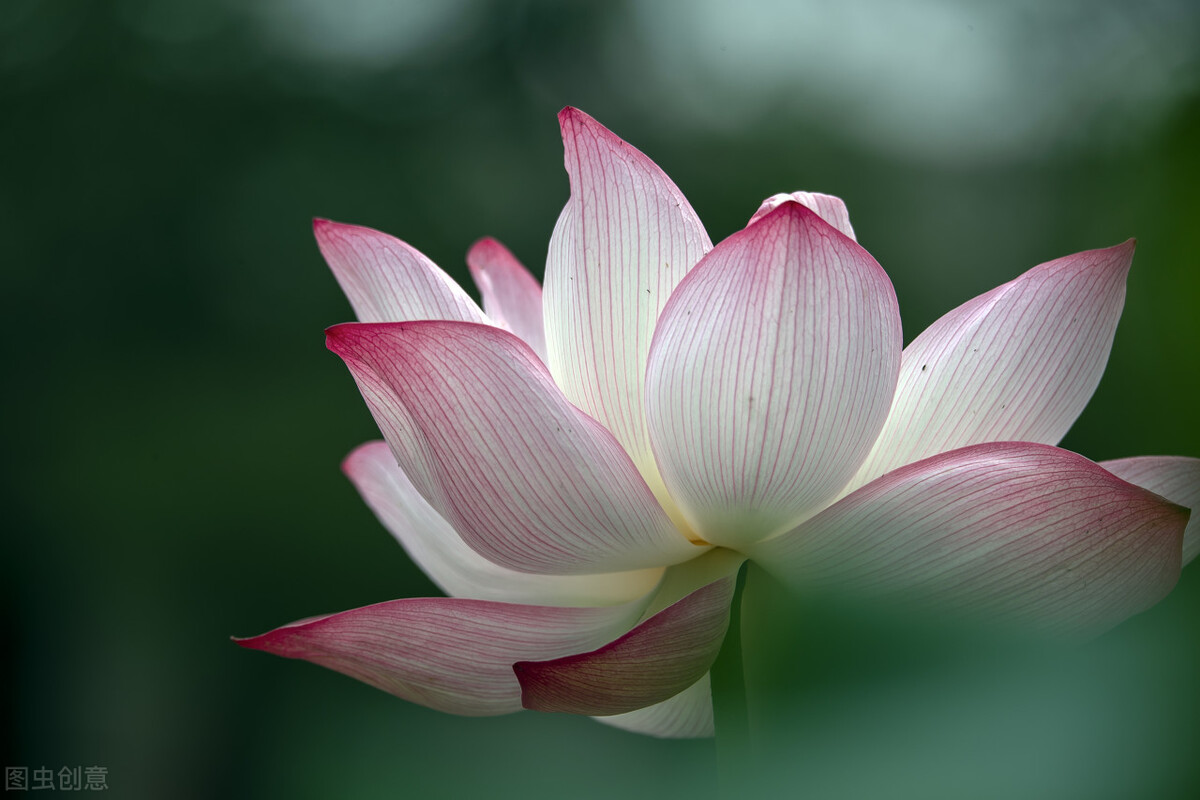 《鬼谷子》系列第二十二章，谋篇（2）