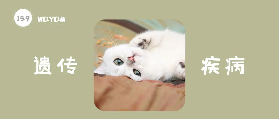 猫得了多囊肾怎么办,猫咪遗传性疾病都有哪些