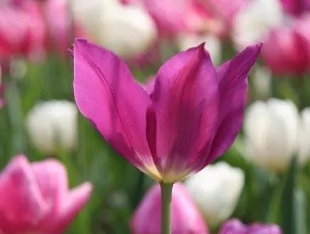 绣球花的花瓣好漂亮！等等，你确定那是花瓣？