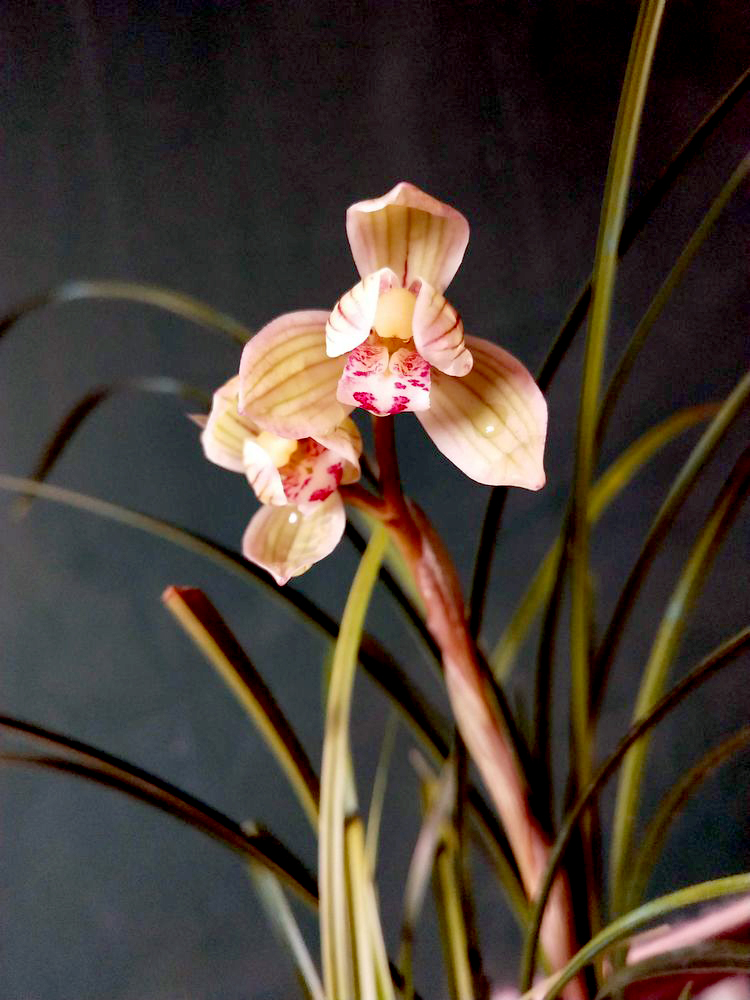 兰花珍品100种,名贵兰花100品欣赏