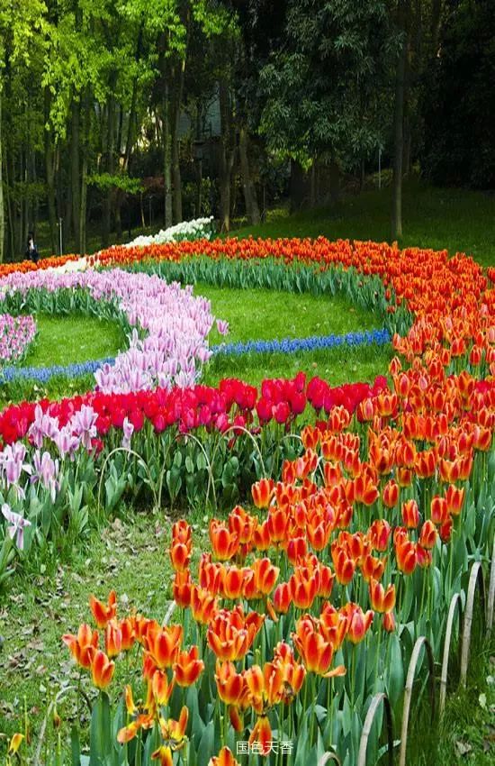 清晨的一缕阳光诗歌,清晨的阳光原唱