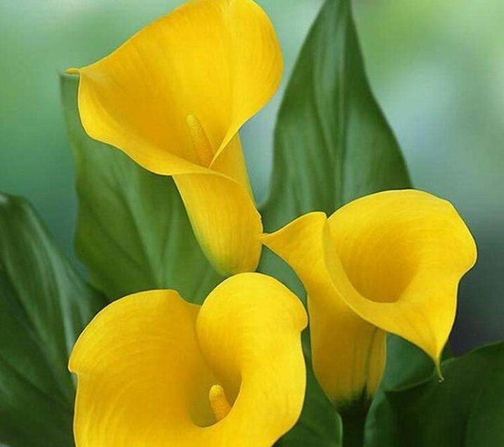 彩色马蹄莲怎么养爱开花图片,彩色马蹄莲夏季的养殖方法