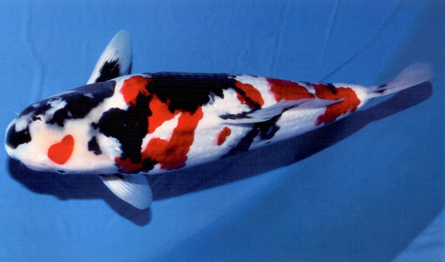 锦鲤不好好吃食是什么原因,锦鲤不吃食怎么回事怎么治