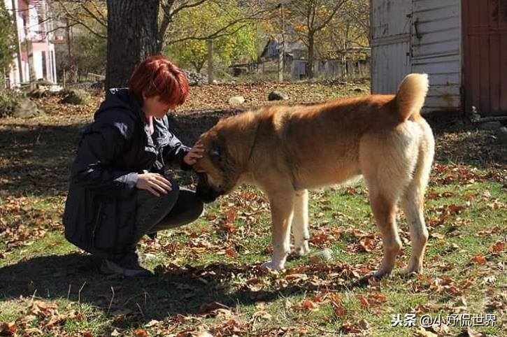 能闻到狗狗的体香,狗狗有哪些东西不能闻