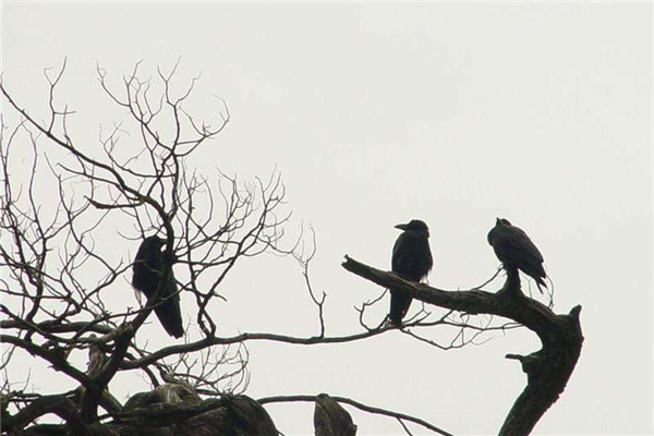 枯藤老树昏鸦小桥流水人家景象,枯藤老树昏鸦小桥流水人家意境