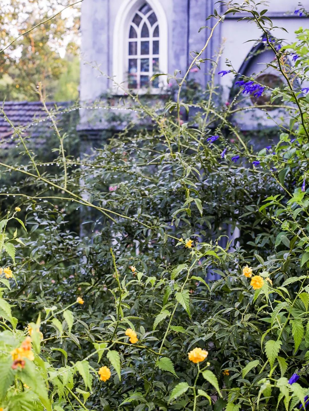 一个安徽爷爷，花1万块种出5000㎡私家花园，被评为中国最美