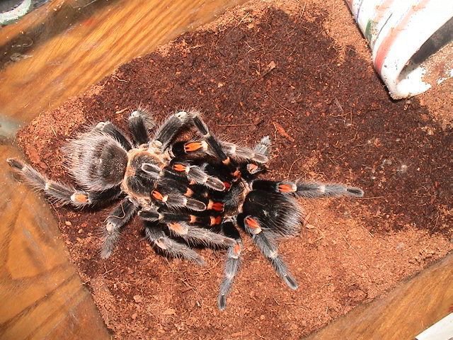 在野外奇形怪状的蜘蛛,各种宠物蜘蛛图片