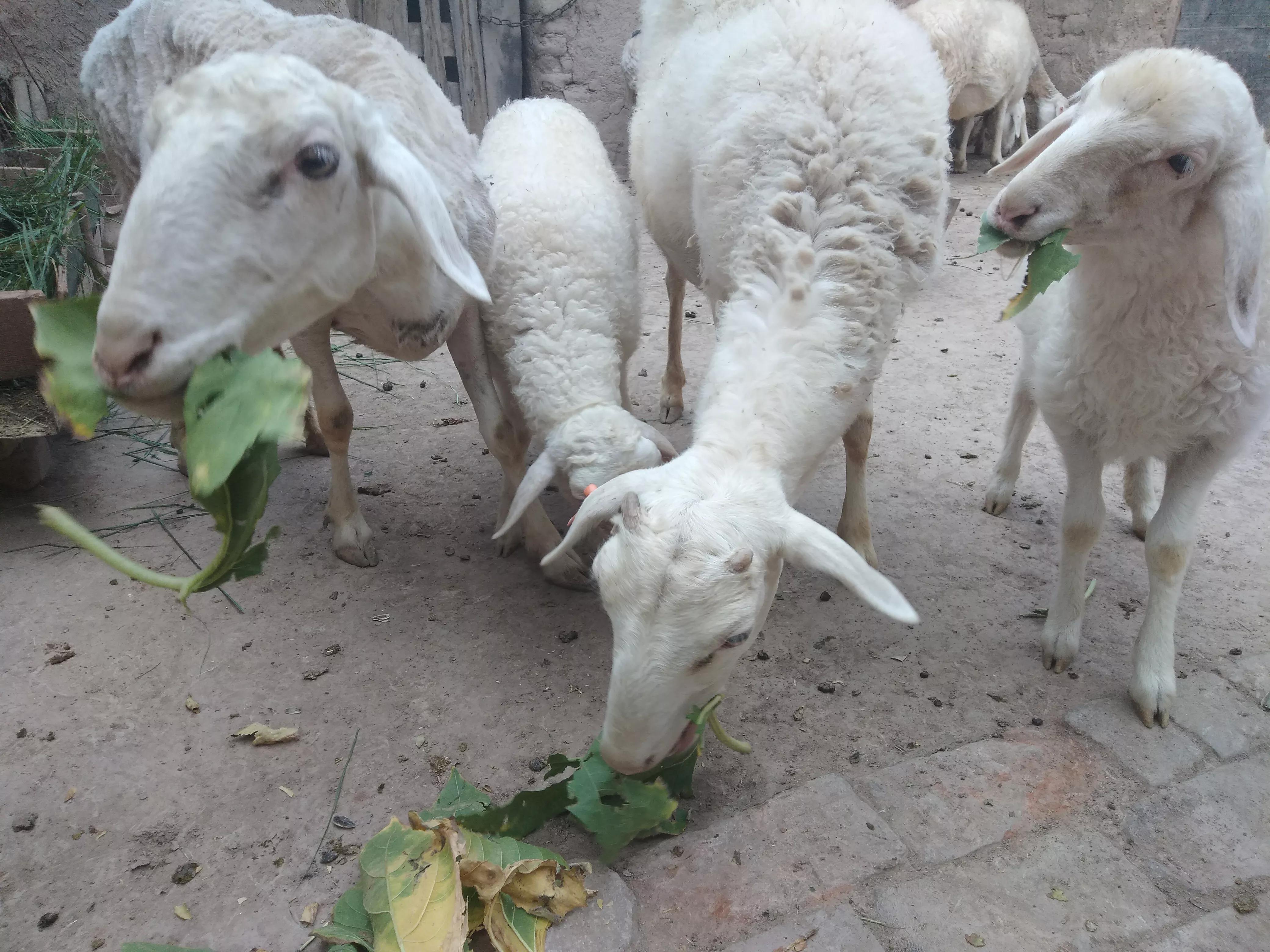 圈养的羊春季养羊应注意什么,如何圈养羊才能有好收益视频