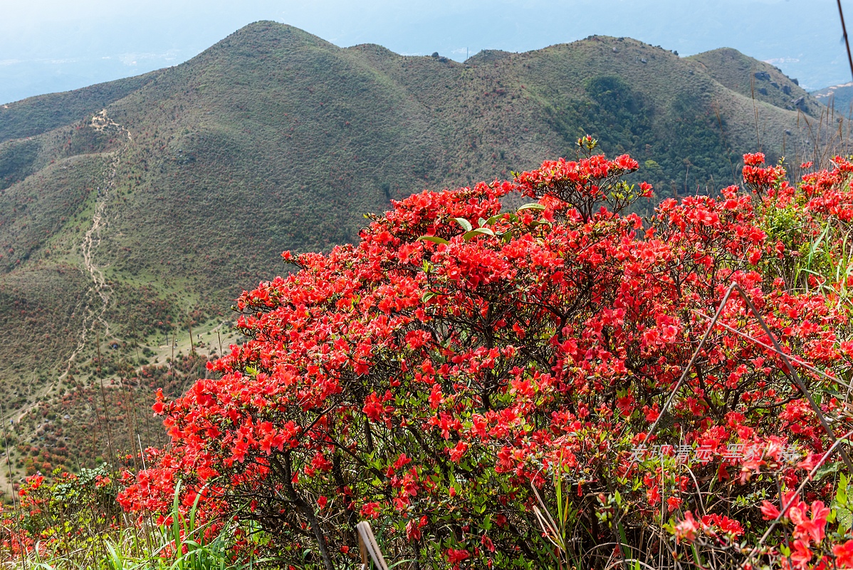 走最远的路,航拍广东最壮美的野生杜鹃花海