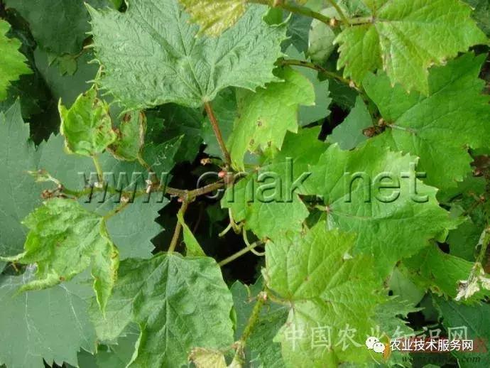 葡萄花前主要病害,葡萄病害图片大全大图