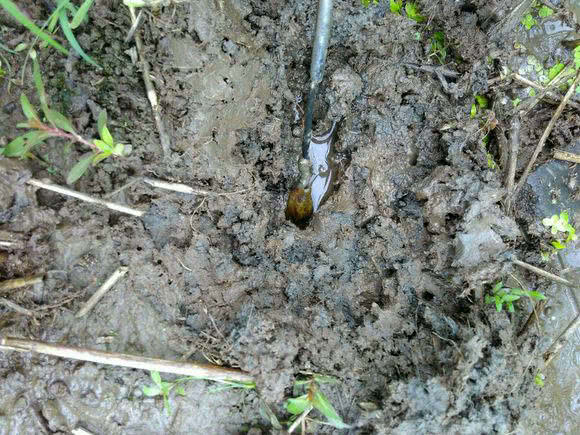 钓黄鳝怎么找洞,钓黄鳝找石头洞的技巧