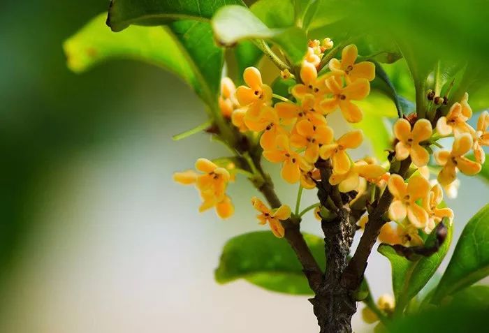 知否知否林小娘为什么不害明兰,知否和李清照有关系吗