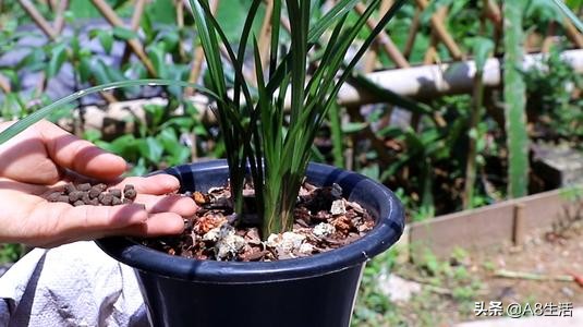 每日一品～中国兰花～春兰茗品～美芬荷