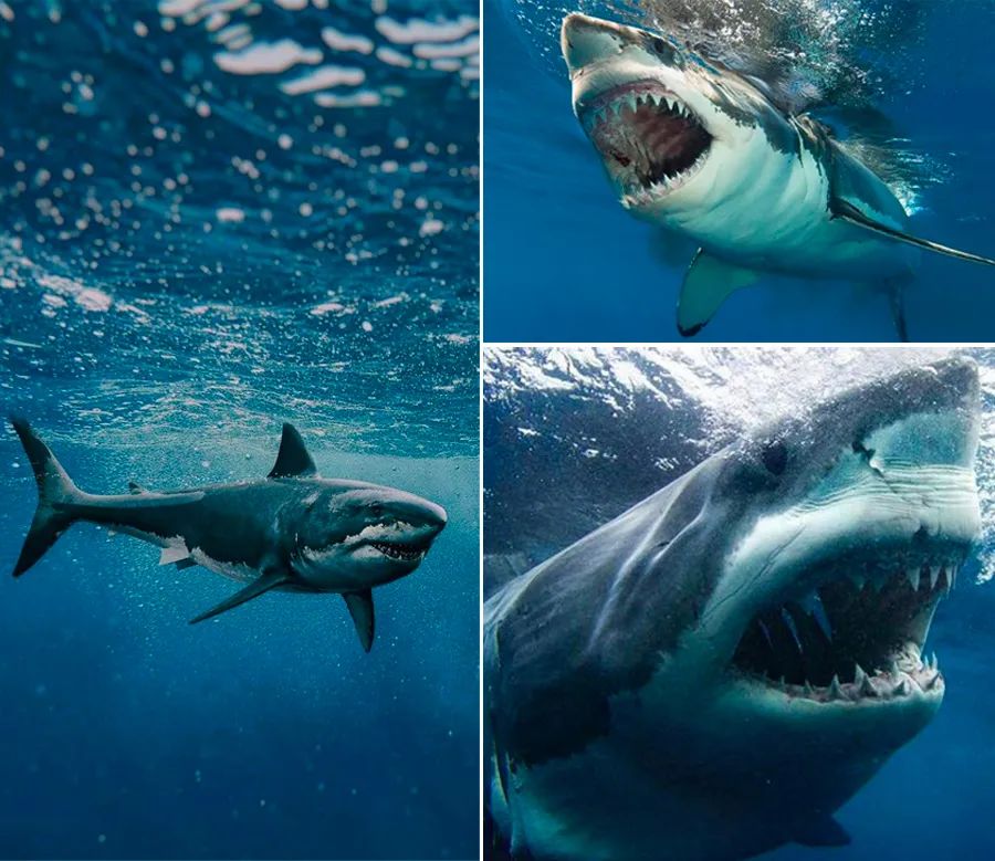 鲨鱼素描儿童画教程,儿童画教程海洋