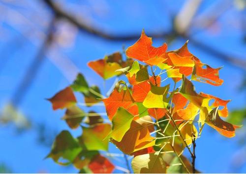 苗木行业现状及前景,苗木市场整体的发展趋势
