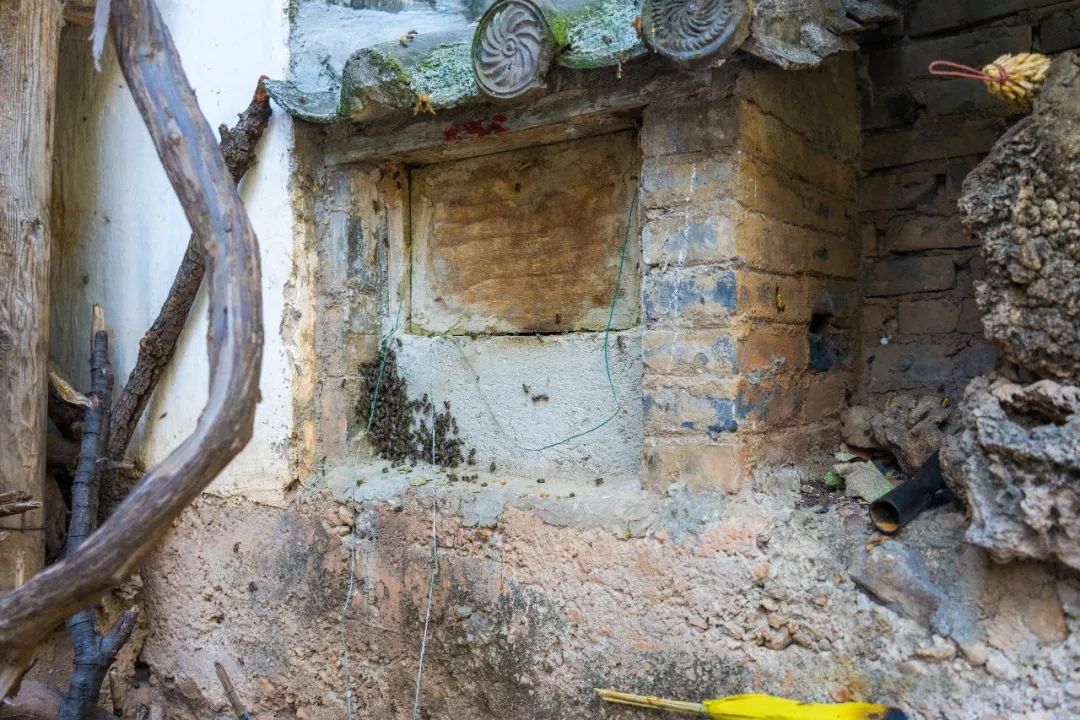 土蜂蜜取蜜全过程,土蜂蜜正确取蜜方法