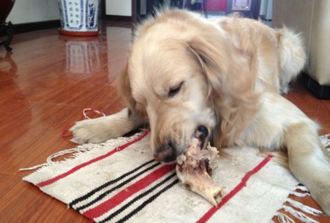 狗狗吃生骨肉风险,狗狗吃骨头咬人怎么调理