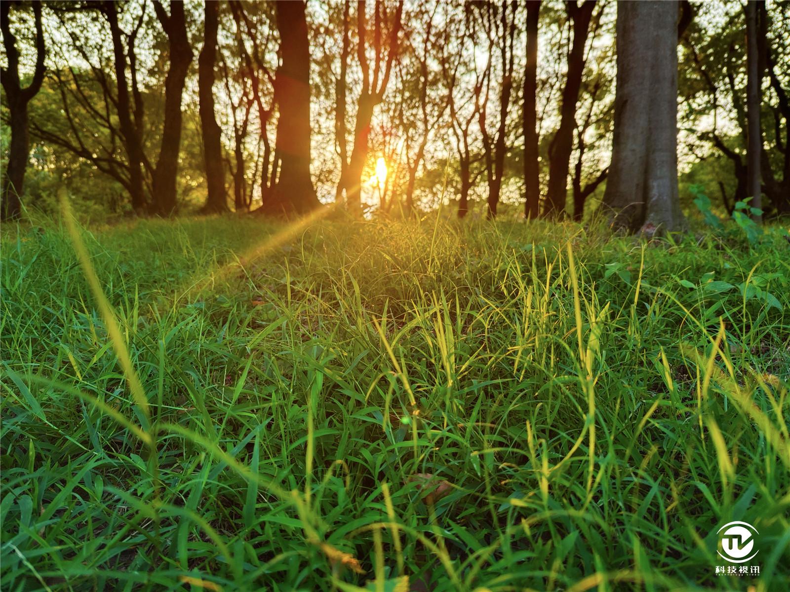 骁龙865的iqoo手机,iqoo5骁龙865开90帧