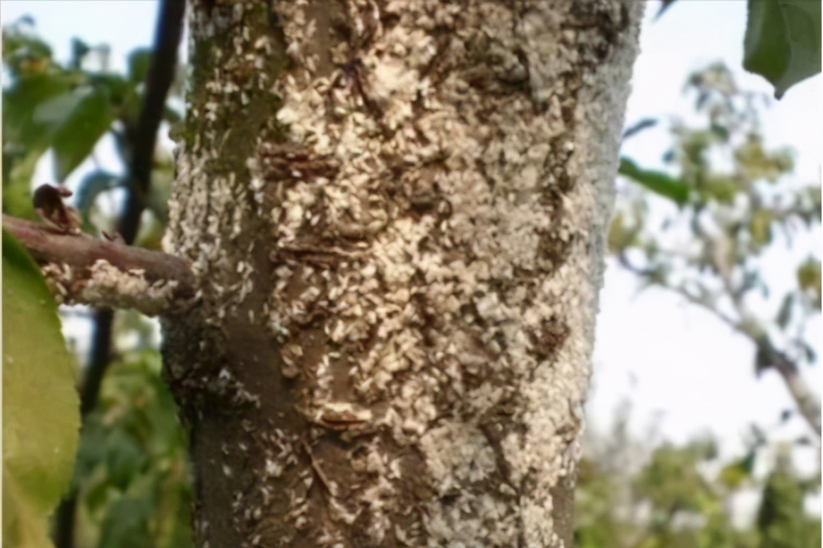 介壳虫的正确杀法,如何除去介壳虫