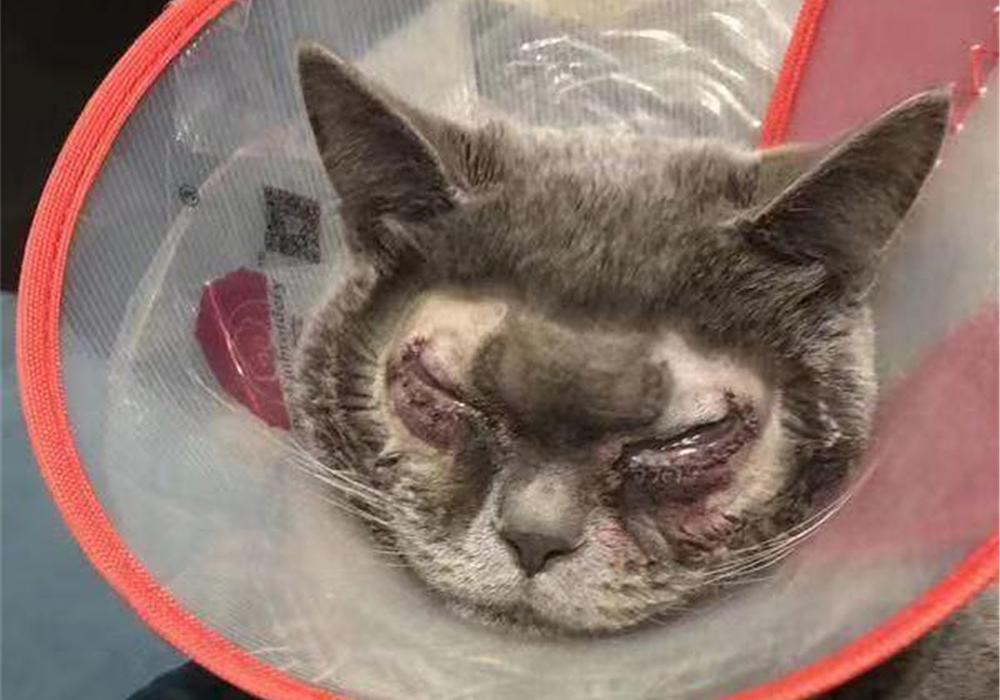 猫咪割双眼皮是什么原因,猫咪眼睑内翻必须手术吗
