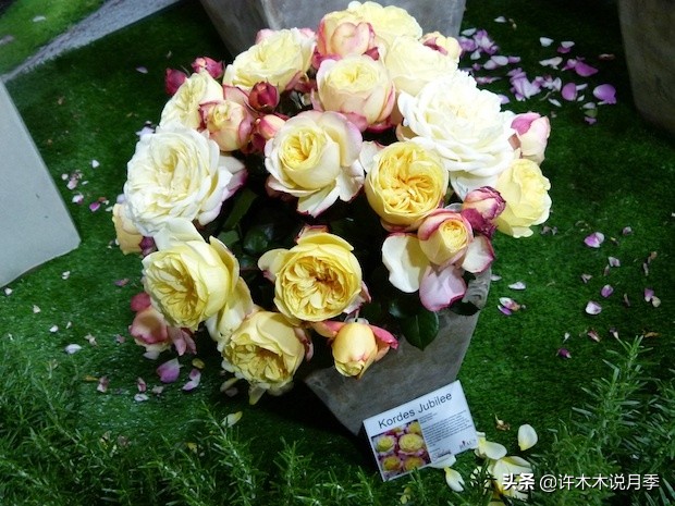 月季扦插发芽又枯萎是什么原因,月季扦插的都发芽了怎么就蔫了