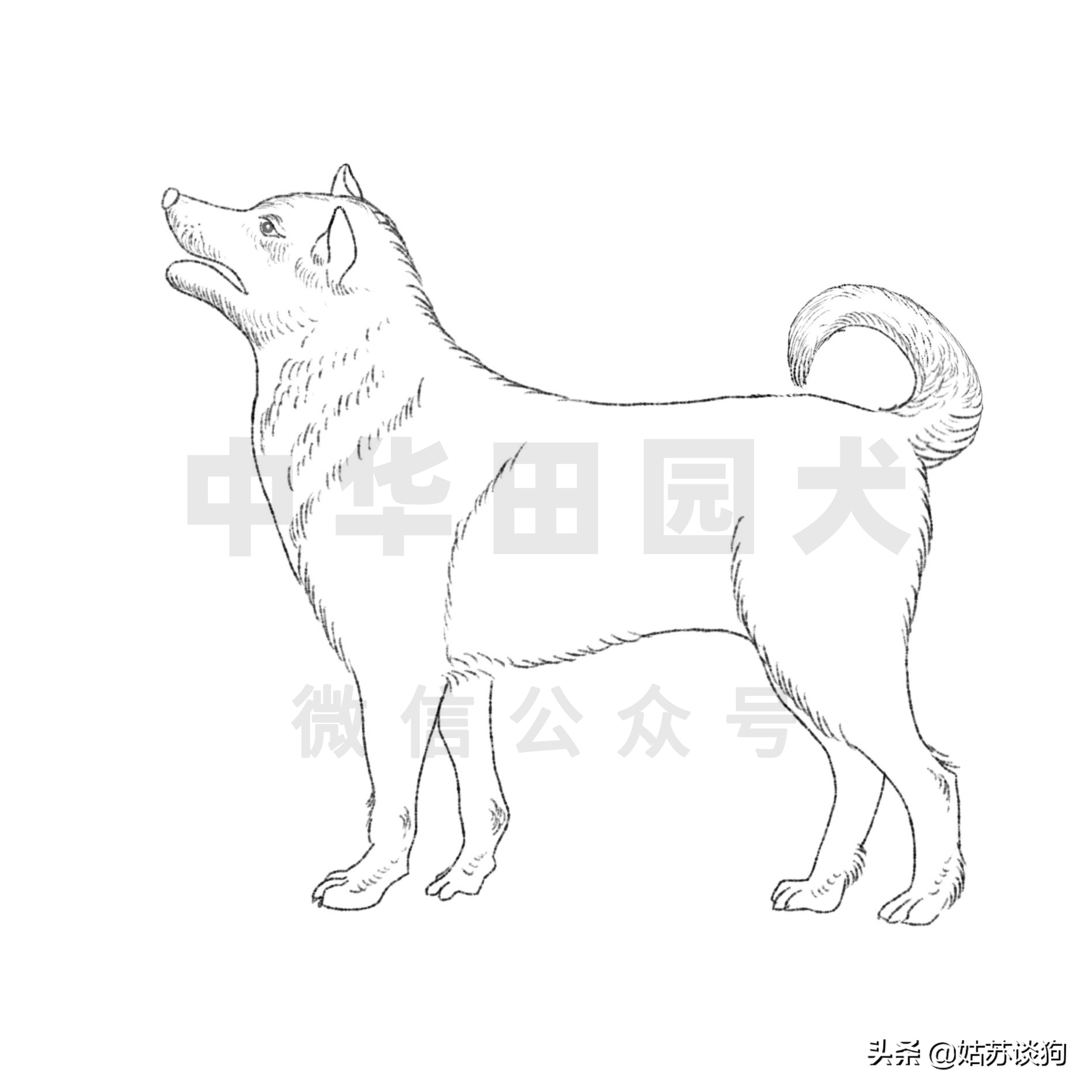 中华田园犬和品种犬有什么区别,中华田园犬什么狗最好养又听话