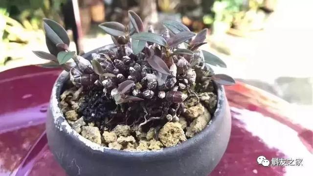 石斛兰用苔藓包着水培不烂根吗,香水石斛兰烂根重栽怎么浇水