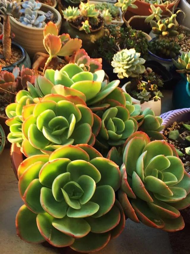 多肉是如何上色的,多肉怎么上色快又好看的绝招