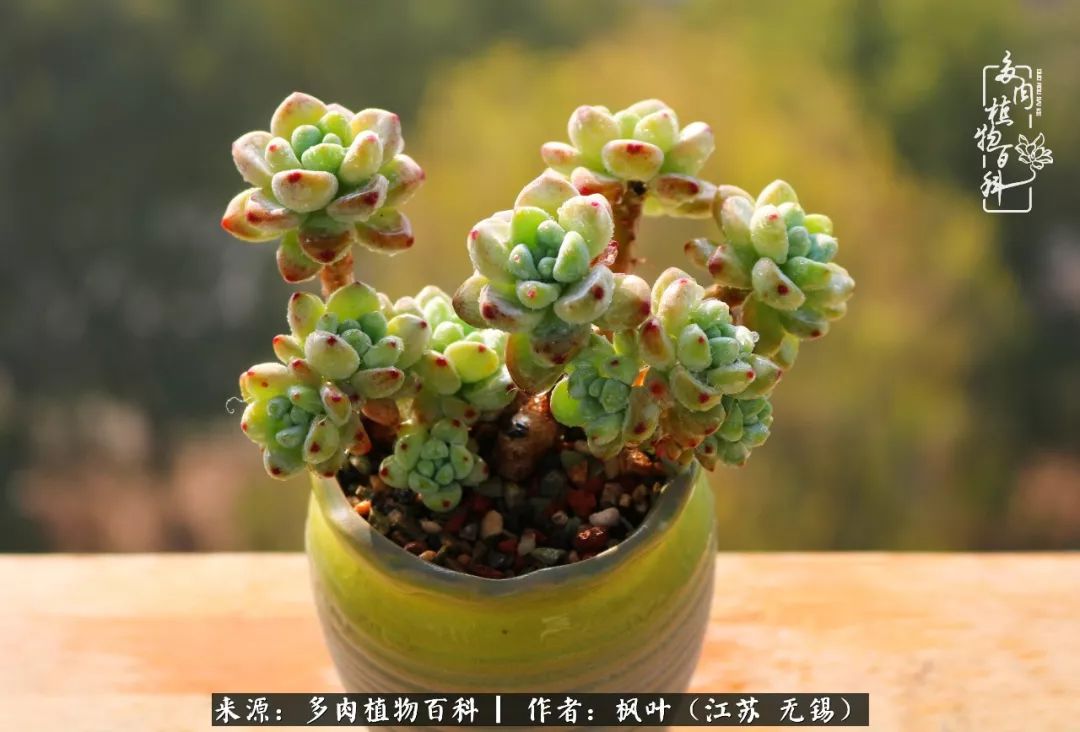 多肉与生命感悟,多肉时光