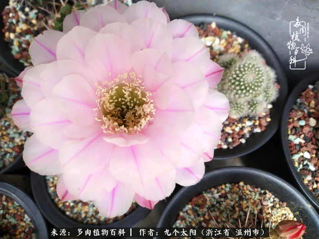 景天、球和龙舌兰，只要是多肉，都喜爱