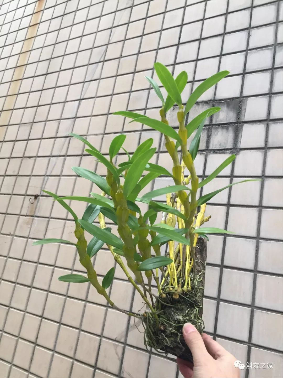 石斛兰对水质的要求你了解多少？